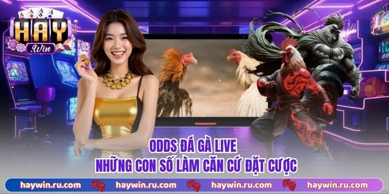 Odds Đá Gà Live - Những con số làm căn cứ đặt cược